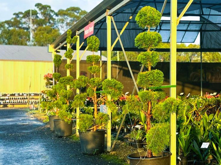 Picture of Juniperus chinensis Keteleeri