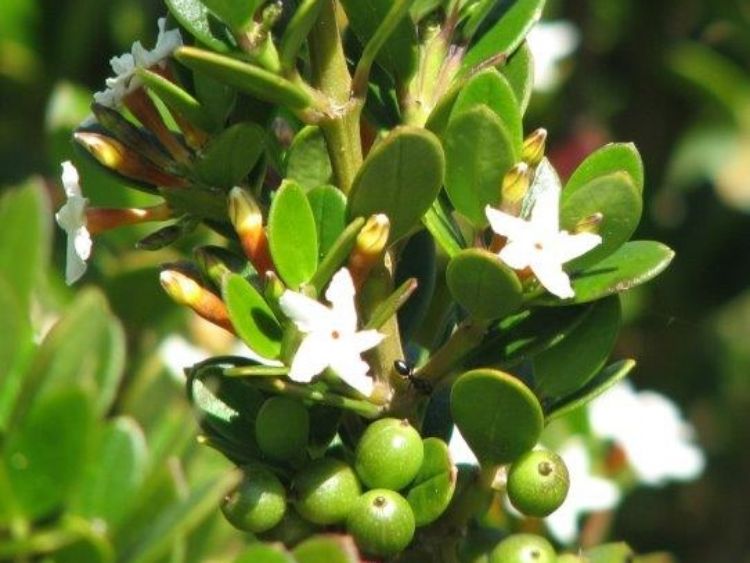 Picture of Alyxia buxifolia