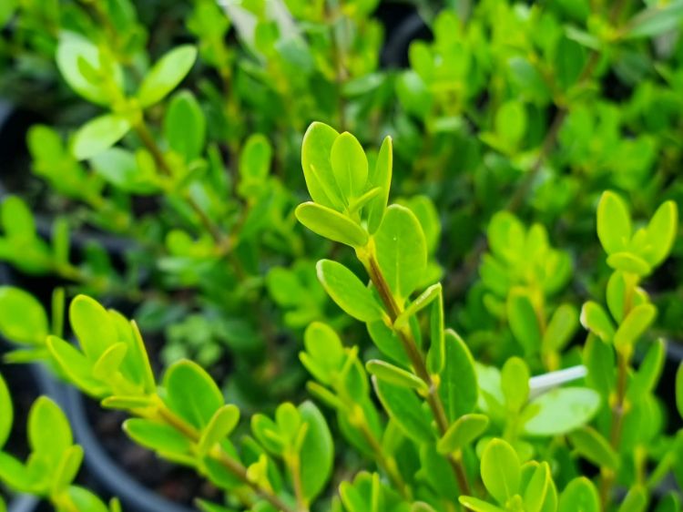 Picture of Alyxia buxifolia