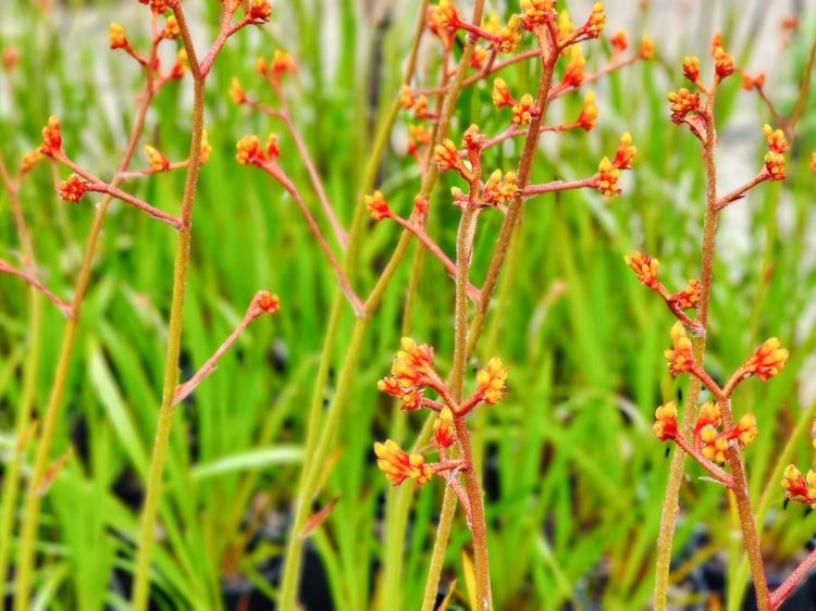 Picture of Anigozanthos hybrida Landscape Gold