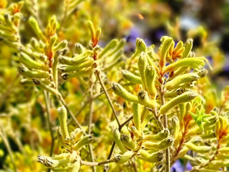 Picture of Anigozanthos hybrida Landscape Gold