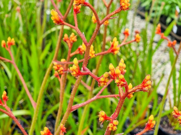 Picture of Anigozanthos hybrida Landscape Gold