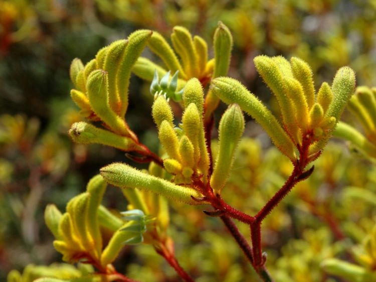 Picture of Anigozanthos hybrida Landscape Gold