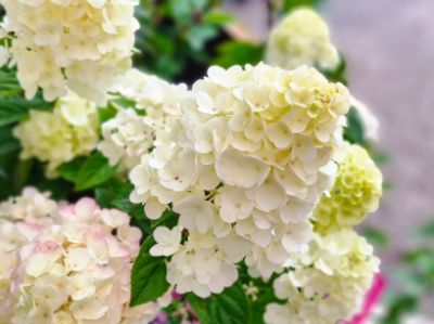 Picture of Hydrangea paniculata Sundae Fraise PBR