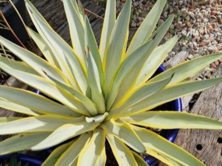 Picture of Agave desmettiana Galactic Traveller