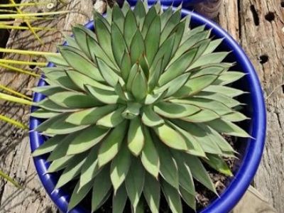 Picture of Agave hybrida Burnt Burgundy