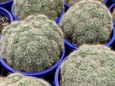 Picture of Mammillaria hybrida