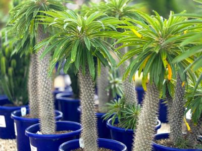 Picture of Pachypodium lamerei