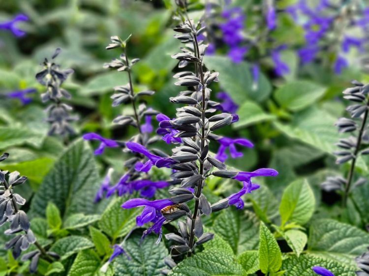 Picture of Salvia guaranitica Black And Bloom