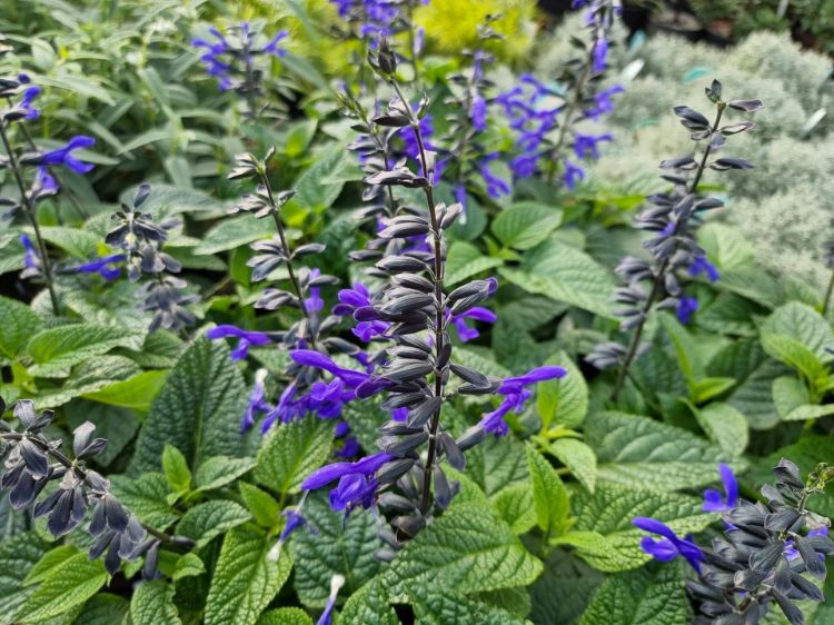 Picture of Salvia guaranitica Black And Bloom