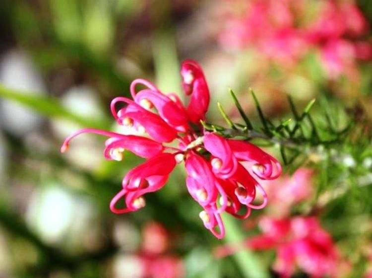 Picture of Grevillea rosmarinifolia Crimson Villea PBR