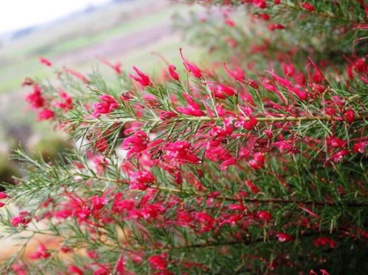 Picture of Grevillea rosmarinifolia Crimson Villea PBR
