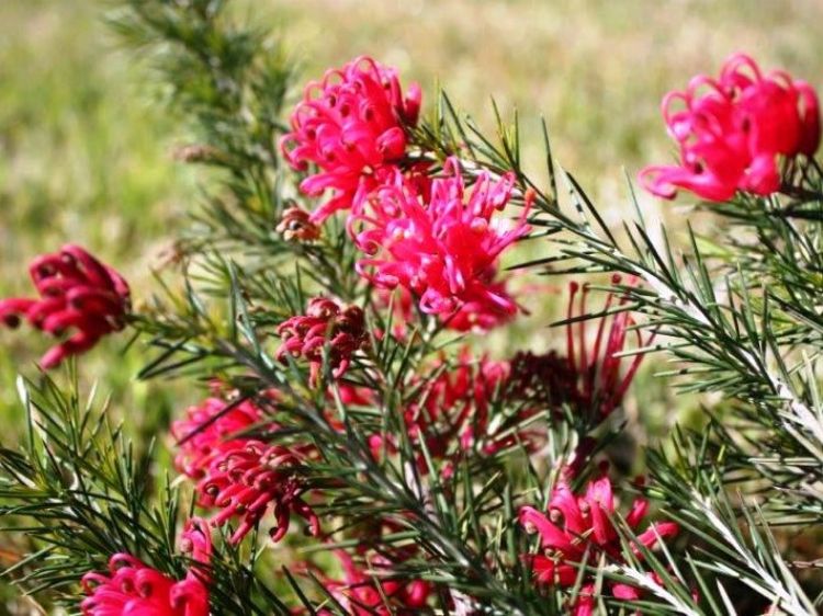 Picture of Grevillea rosmarinifolia Crimson Villea PBR