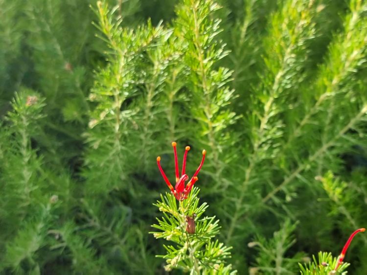 Picture of Grevillea rosmarinifolia Crimson Villea PBR