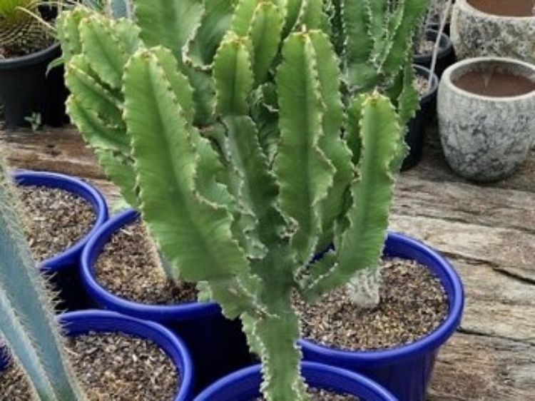 Picture of Euphorbia ingens