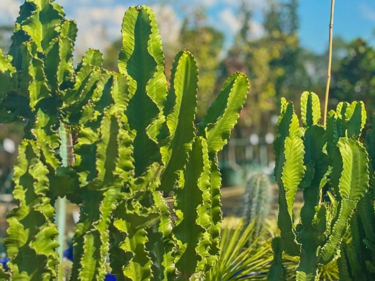 Picture of Euphorbia ingens