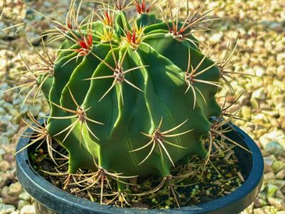 Picture of Ferocactus schwarzii