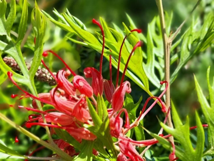 Picture of Grevillea banksii bipinnatifida Robyn Gordon