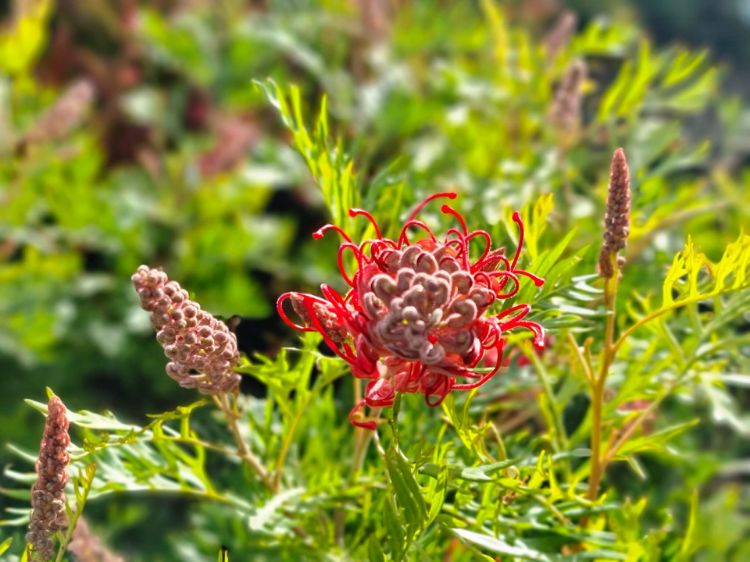 Picture of Grevillea banksii bipinnatifida Robyn Gordon