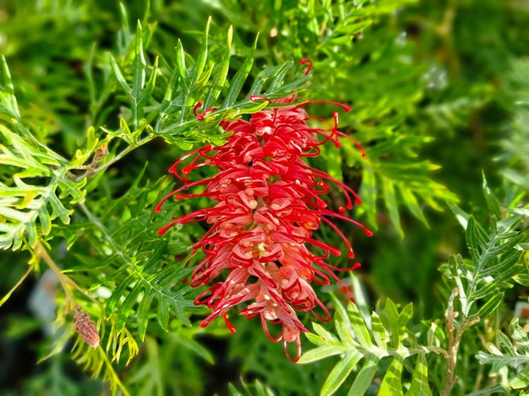 Picture of Grevillea banksii bipinnatifida Robyn Gordon