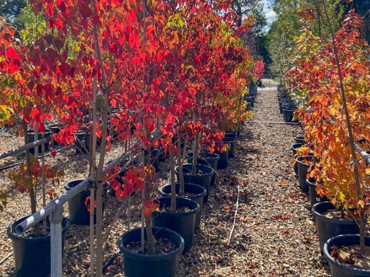 Picture of Triadica sebifera