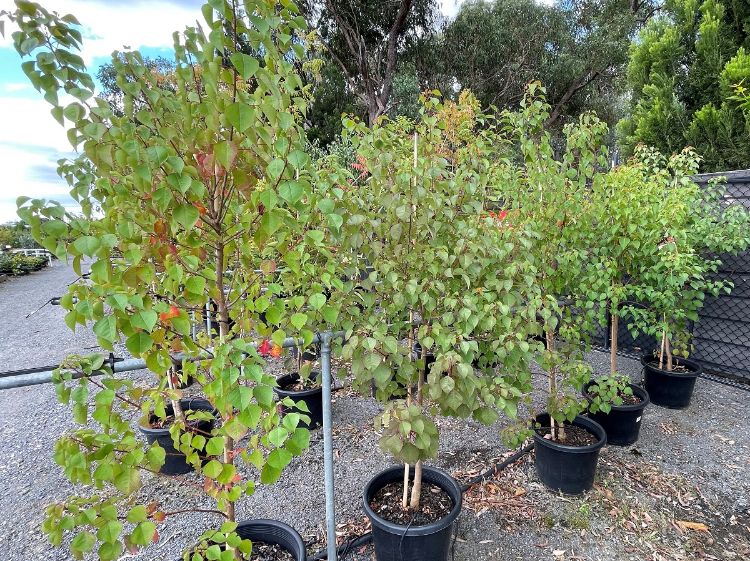 Picture of Triadica sebifera