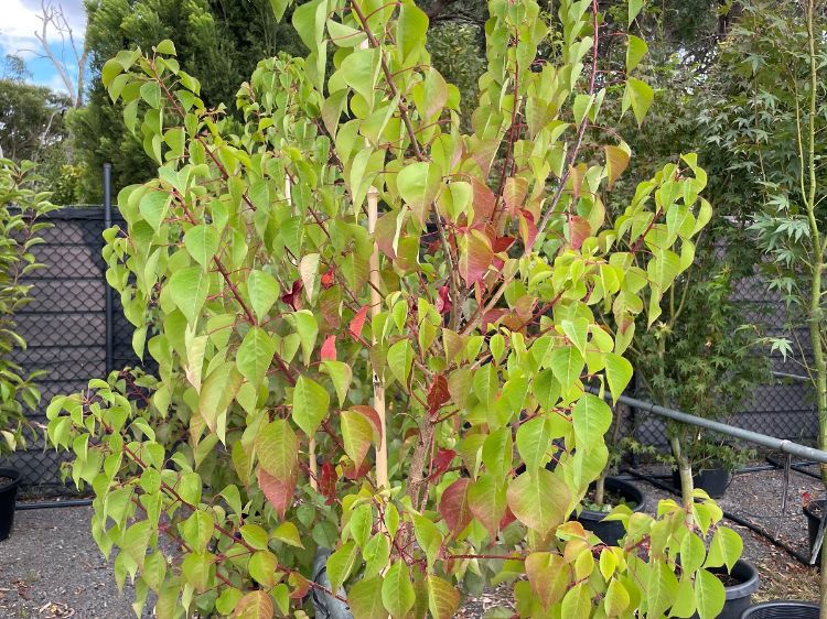 Picture of Triadica sebifera