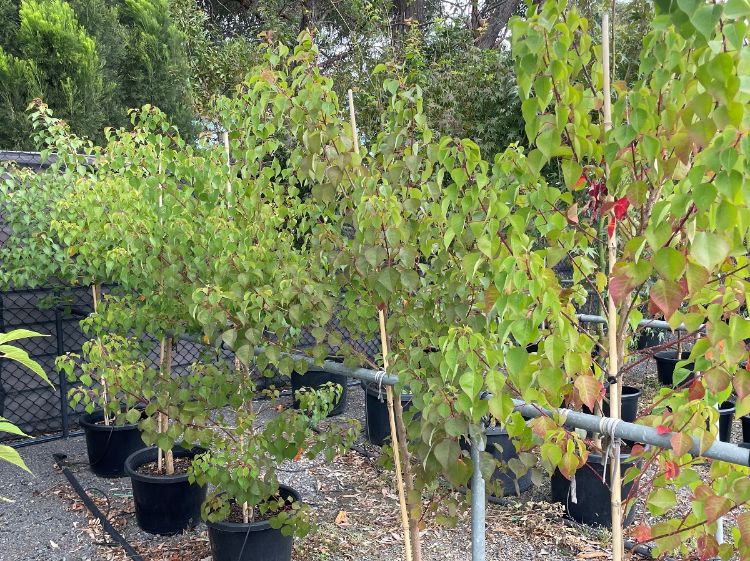 Picture of Triadica sebifera