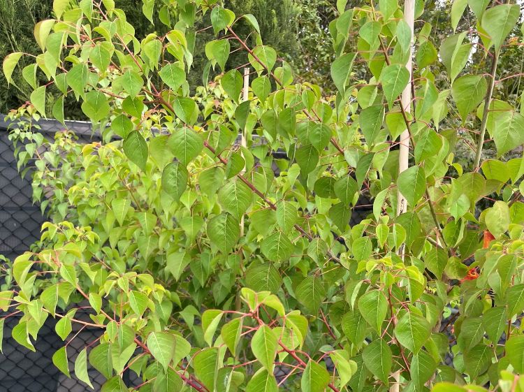 Picture of Triadica sebifera