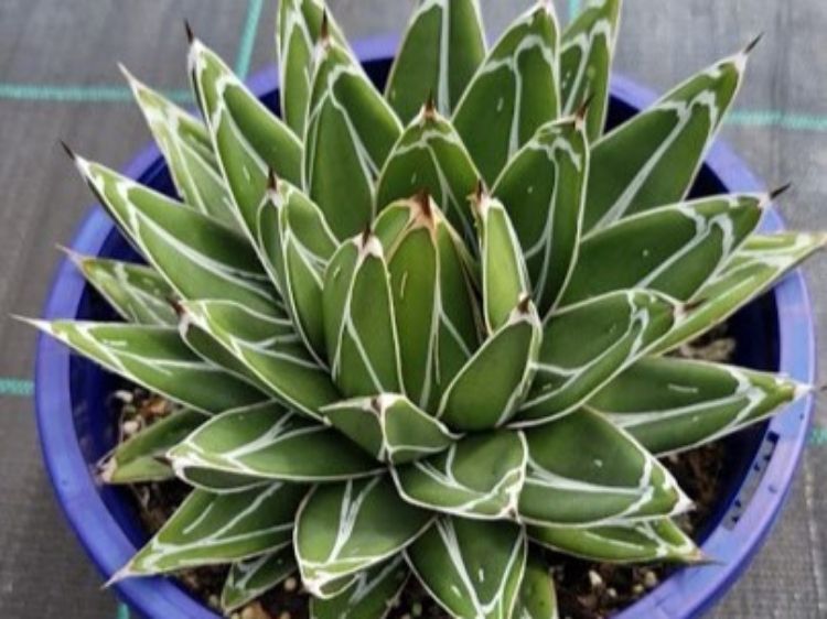 Picture of Agave victoriae reginae