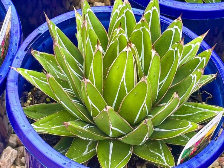 Picture of Agave victoriae reginae