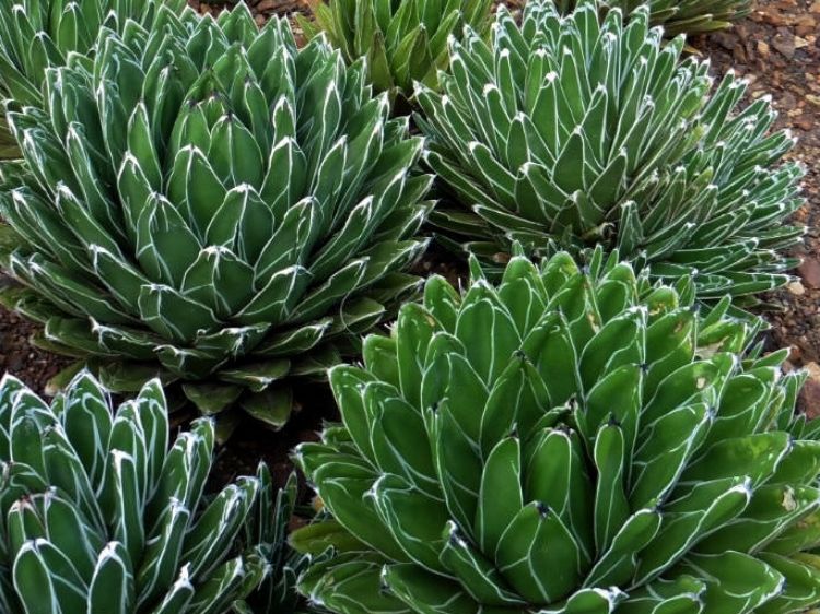 Picture of Agave victoriae reginae