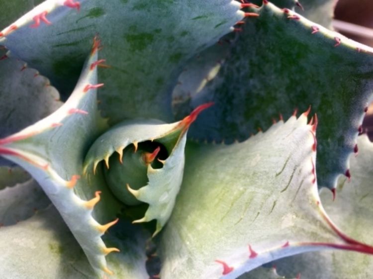 Picture of Agave potatorum