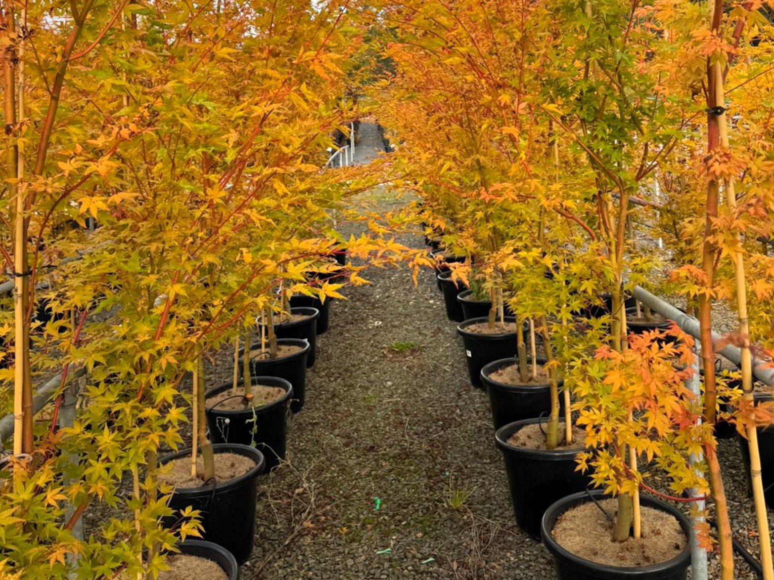 Acer palmatum Sango Kaku | Wholesale Nursery - Nurseries in Melbourne