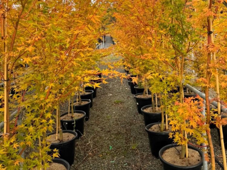 Picture of Acer palmatum Sango Kaku