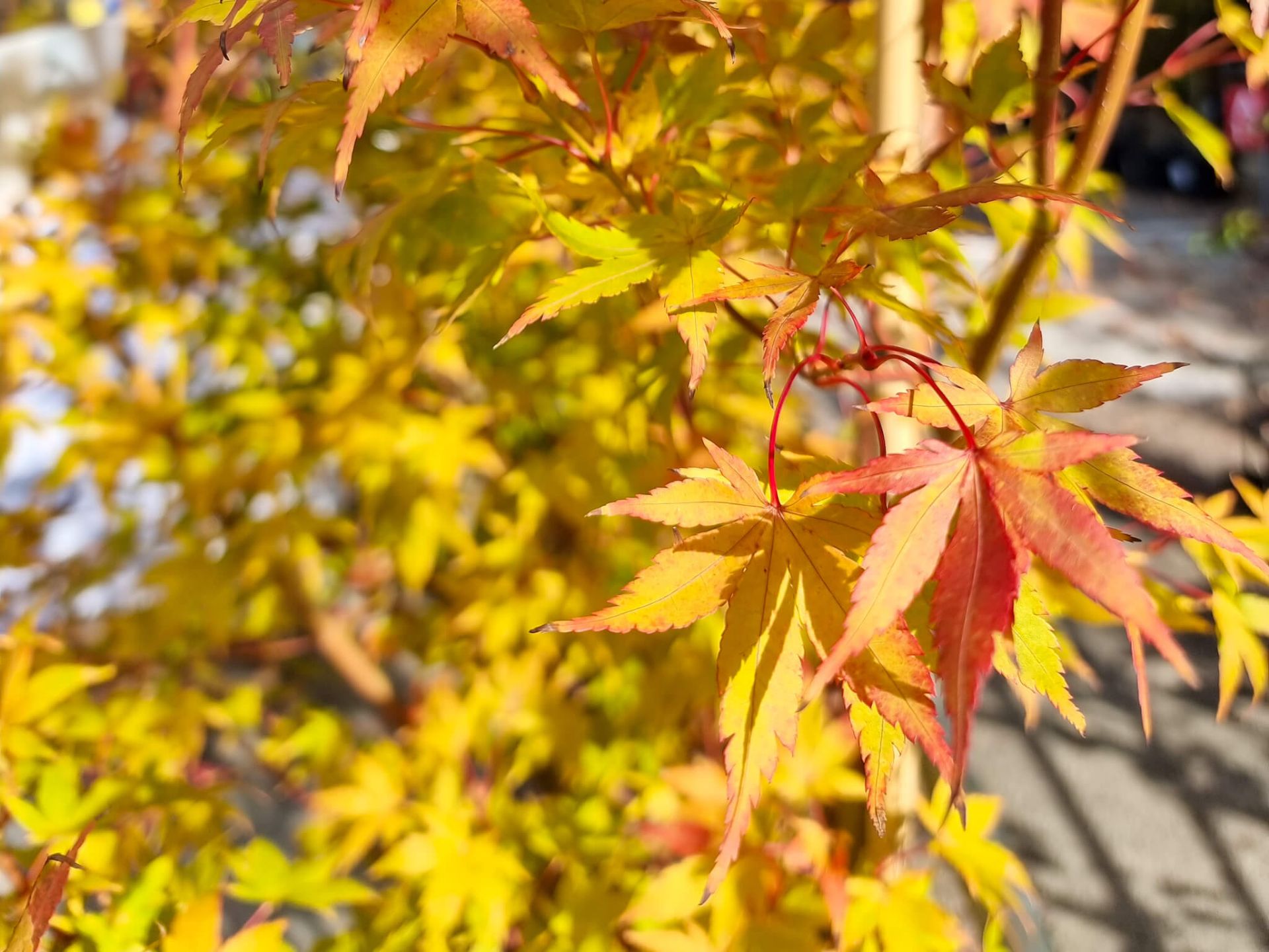 Acer palmatum Sango Kaku | Wholesale Nursery - Nurseries in Melbourne