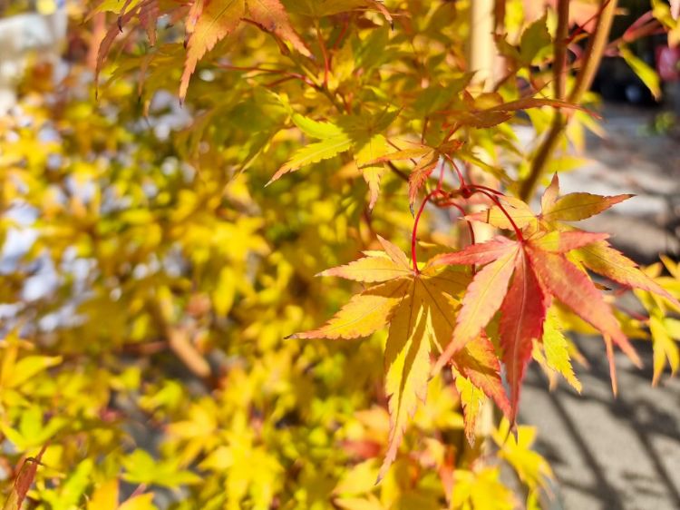 Picture of Acer palmatum Sango Kaku