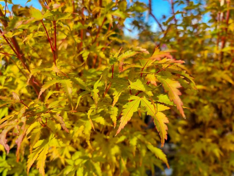 Picture of Acer palmatum Sango Kaku