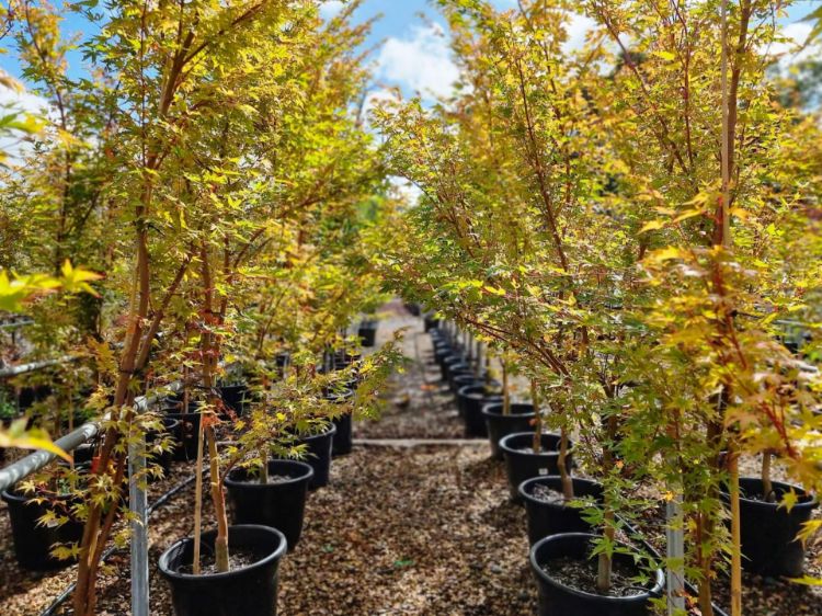 Picture of Acer palmatum Sango Kaku
