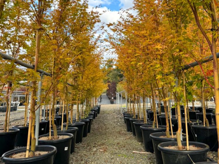 Picture of Acer palmatum Sango Kaku