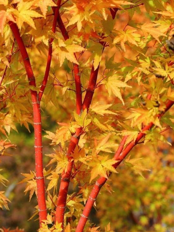 Picture of Acer palmatum Sango Kaku
