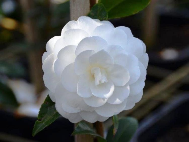 Picture of Camellia sasanqua Early Pearly