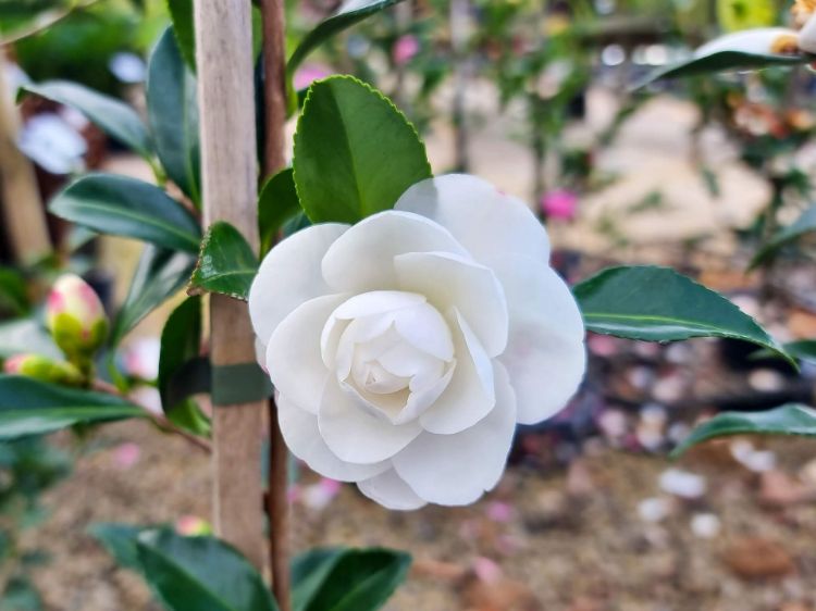 Picture of Camellia sasanqua Early Pearly