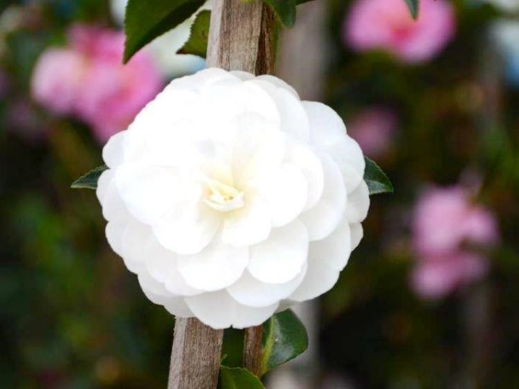 Picture of Camellia sasanqua Early Pearly