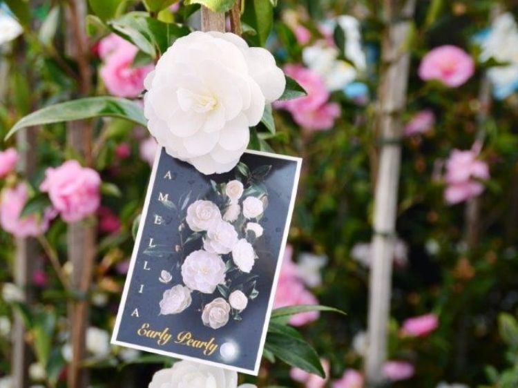 Picture of Camellia sasanqua Early Pearly