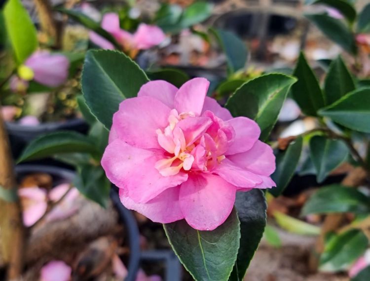 Picture of Camellia sasanqua Geoffrey James