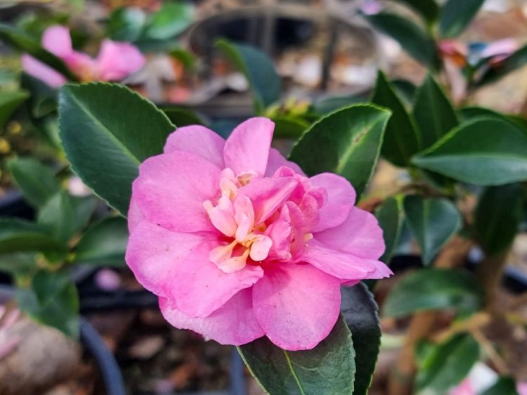 Picture of Camellia sasanqua Geoffrey James
