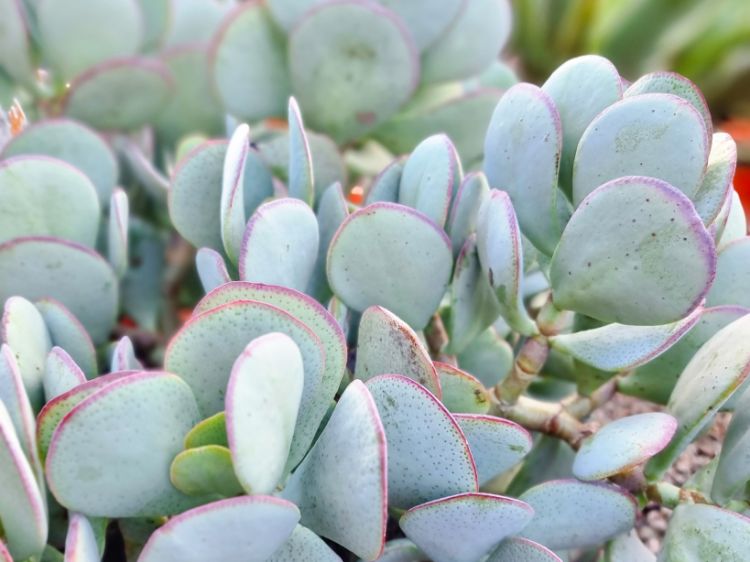 Picture of Crassula ovata Silver Dollar