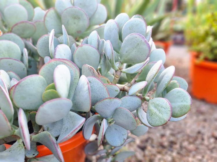 Picture of Crassula ovata Silver Dollar