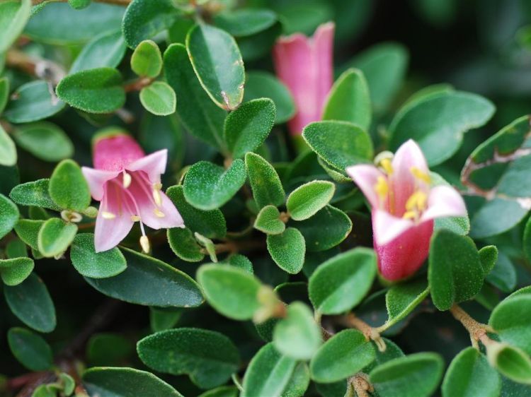 Picture of Correa reflexa pulchella Dusky Bells